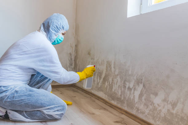 Licensed Mold Remediation service in Mount Vernon, VA - 24 Hour Mold Removal