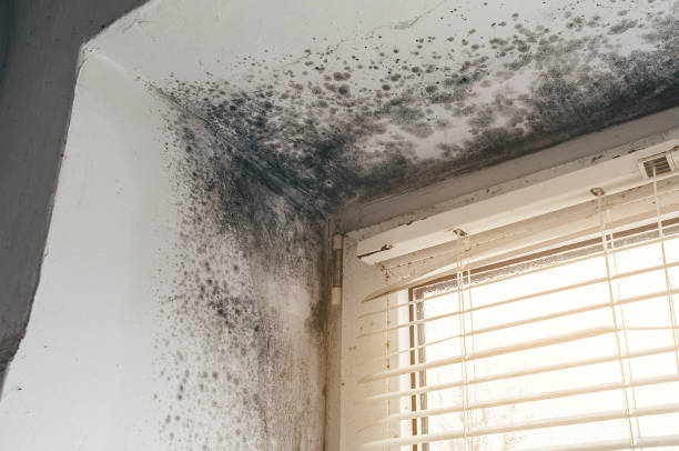 Affordable Mold Remediation solutions in Mount Vernon, VA