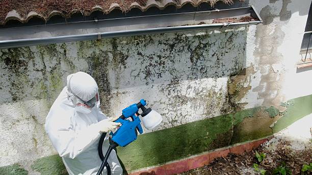 Top rated local Mold Remediation specialists in Mount Vernon, VA